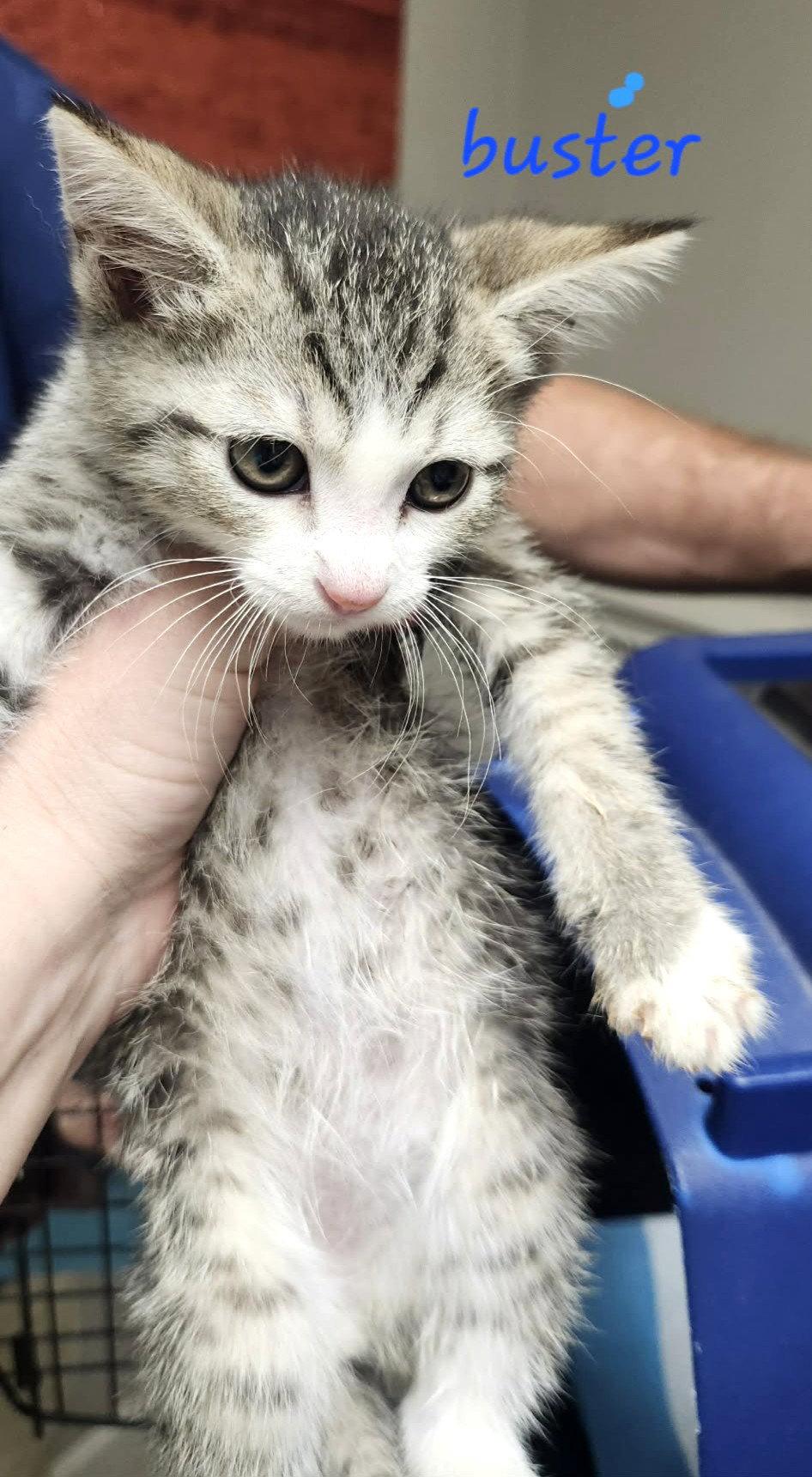 Buster C Klein, Adoptable, Kitten Male Tabby & Domestic Short Hair.