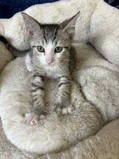 Enlarge Buster C Klein, a Adoptable mixed breed in Saunderstown, RI image 2/3