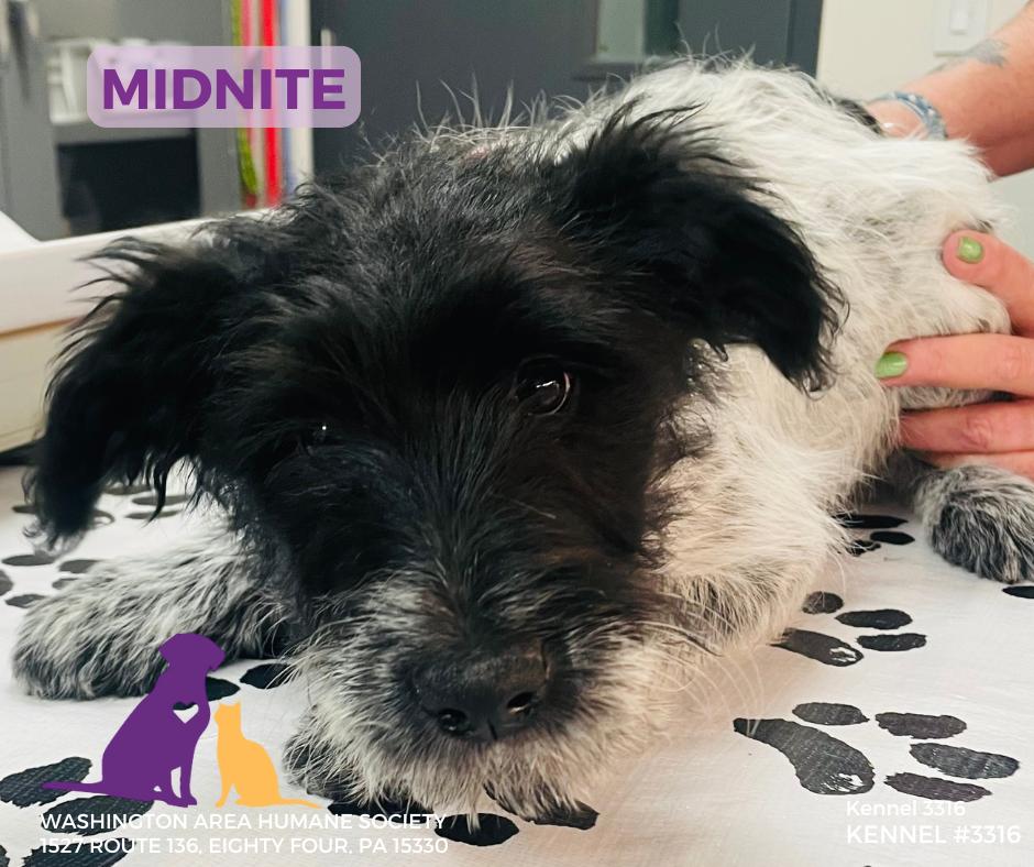 Enlarge Midnight, an adopted mixed breed in Eighty Four, PA image 1/1