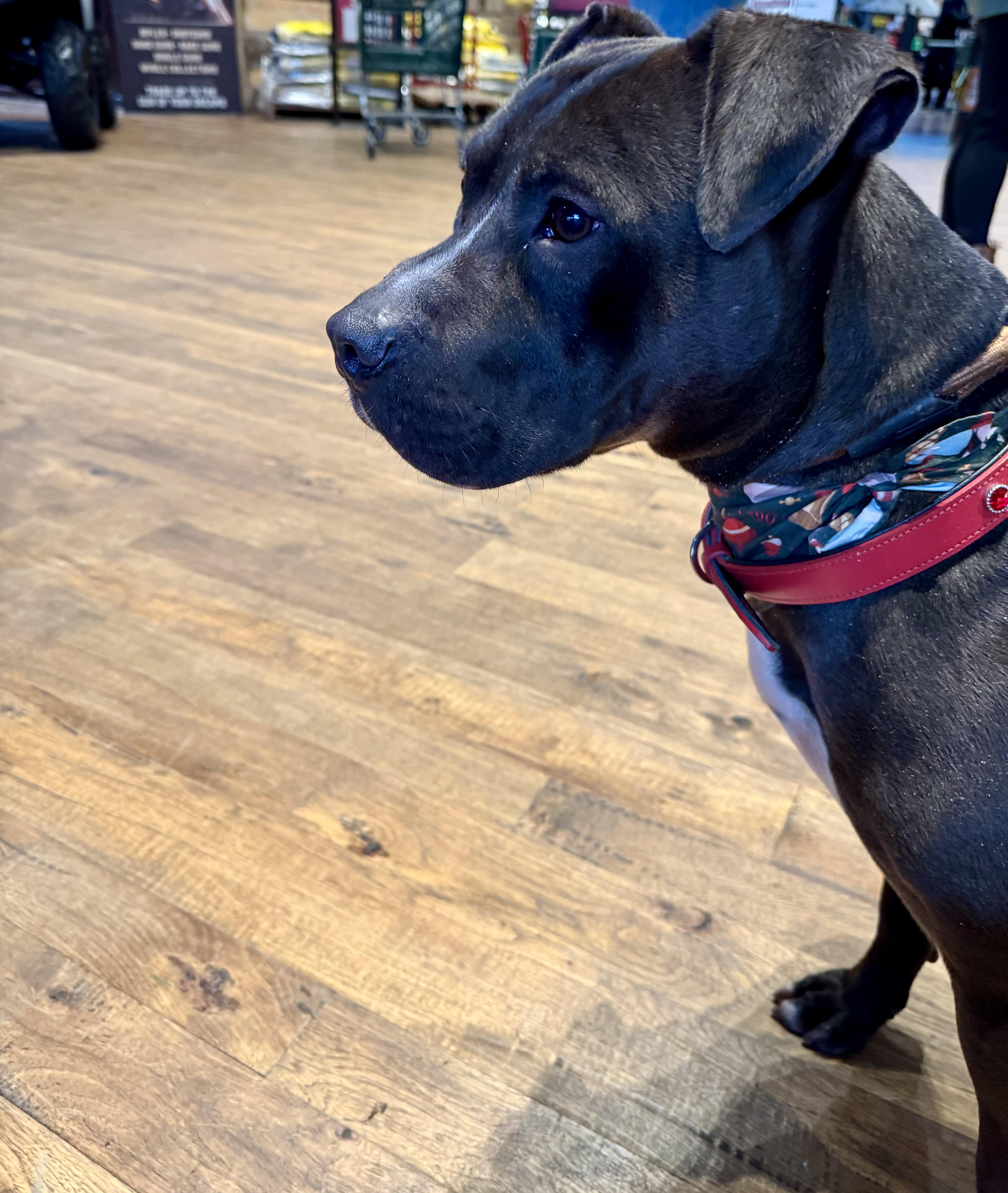 Enlarge BENNY, a Adoptable mixed breed in Newborn, GA image 1/5