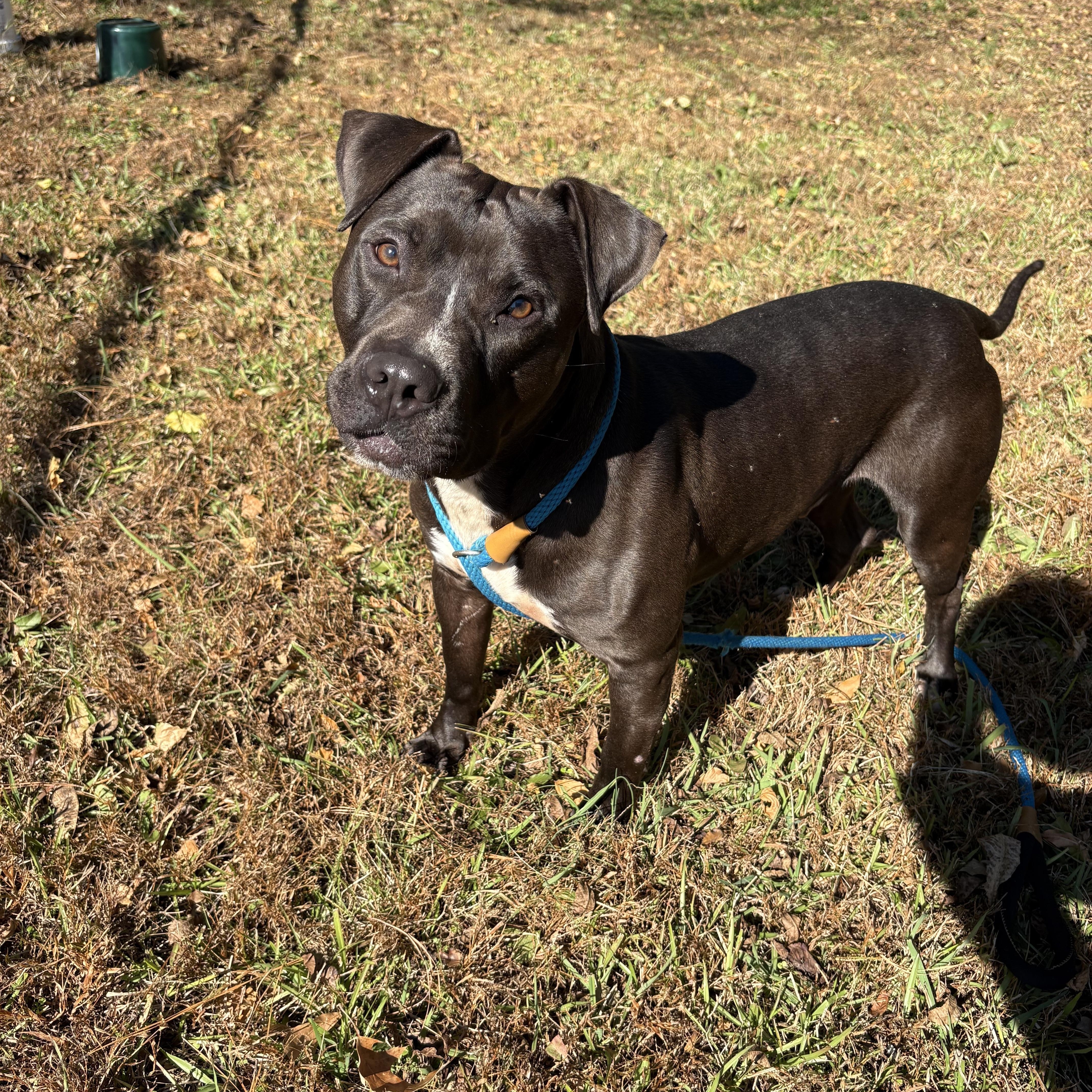 Enlarge BENNY, a Adoptable mixed breed in Newborn, GA image 2/5