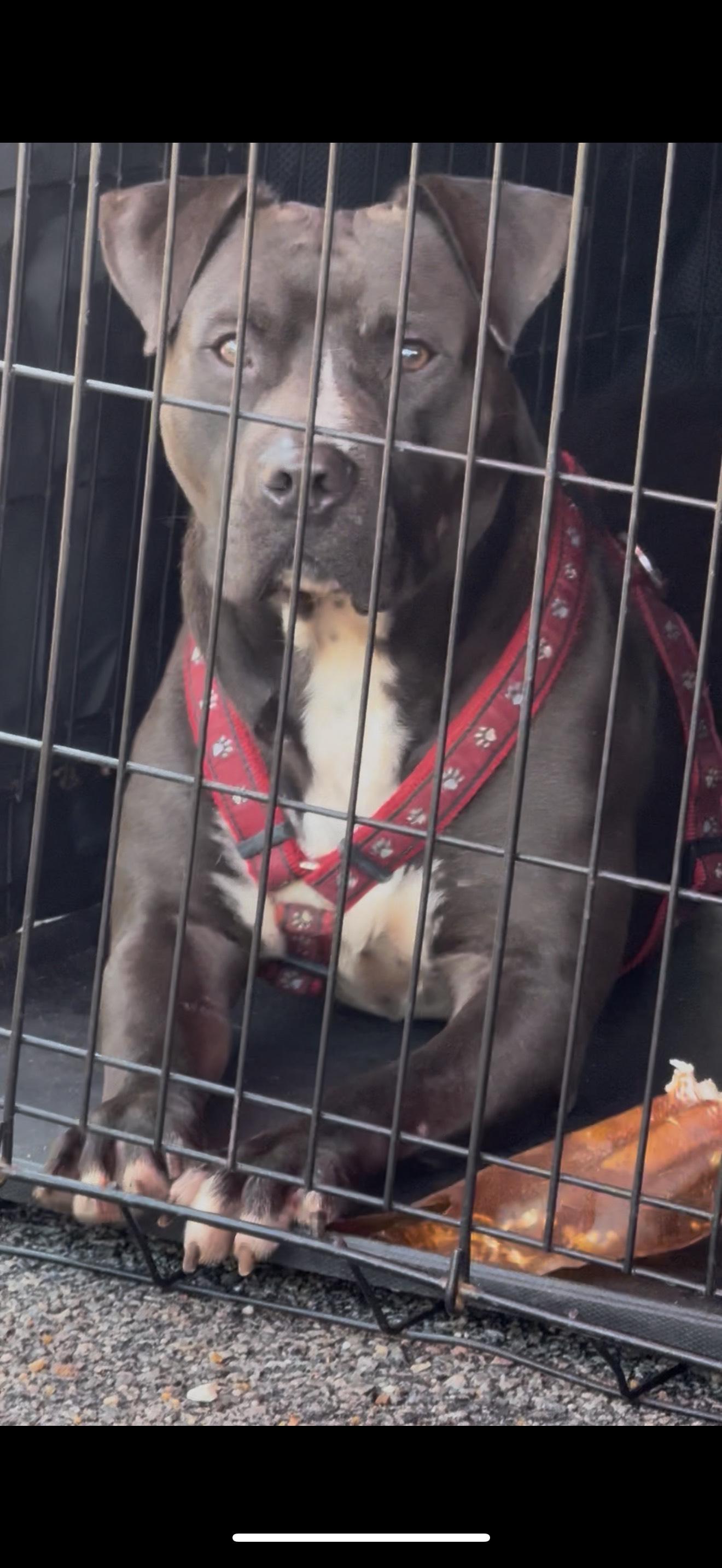 Enlarge BENNY, a Adoptable mixed breed in Newborn, GA image 3/5