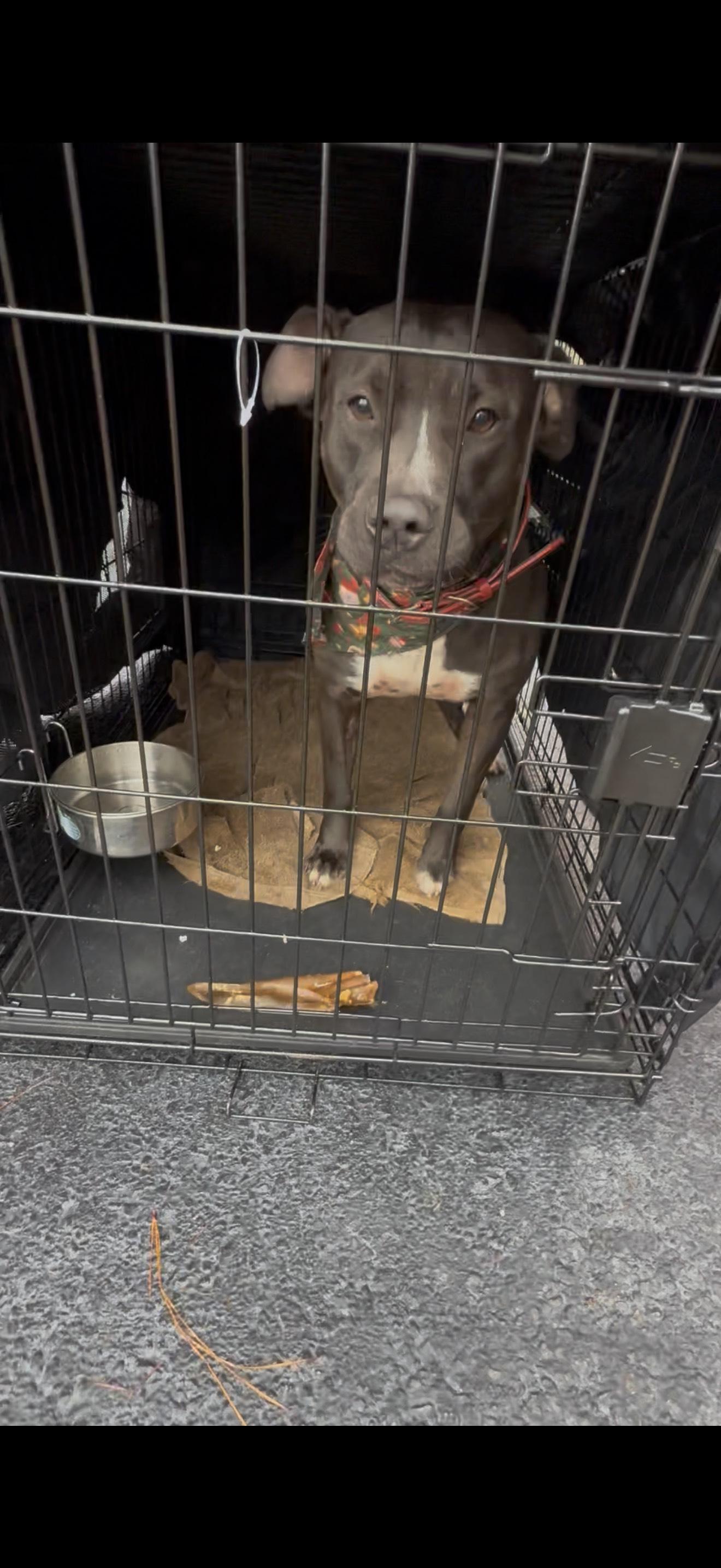 Enlarge BENNY, a Adoptable mixed breed in Newborn, GA image 4/5