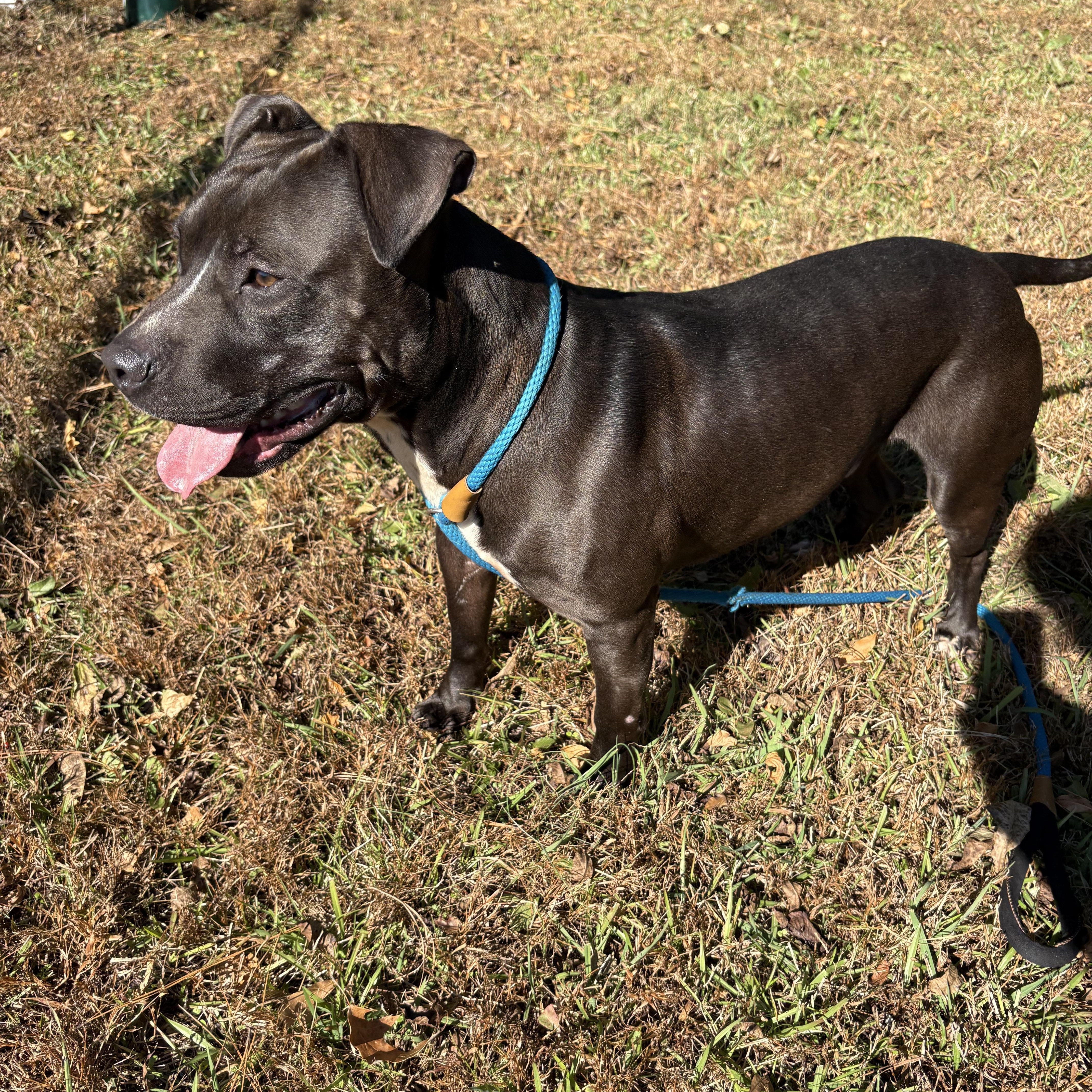Enlarge BENNY, a Adoptable mixed breed in Newborn, GA image 5/5