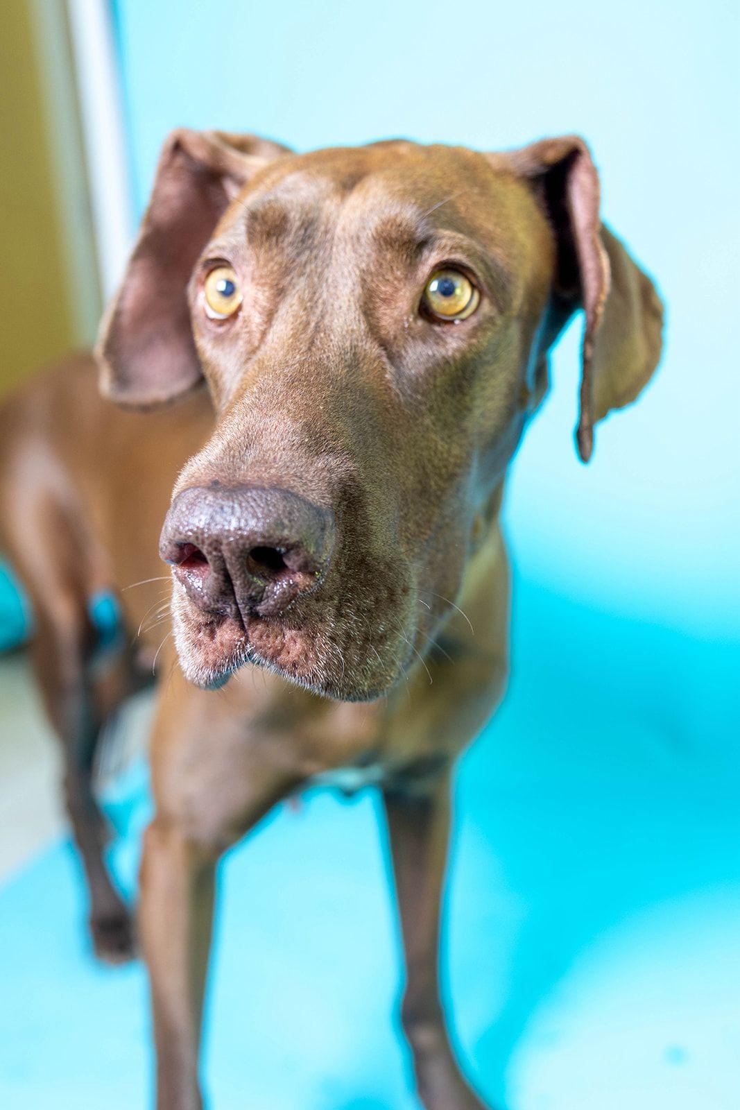 Shira 4579, Adoptable, Adult Female Great Dane.