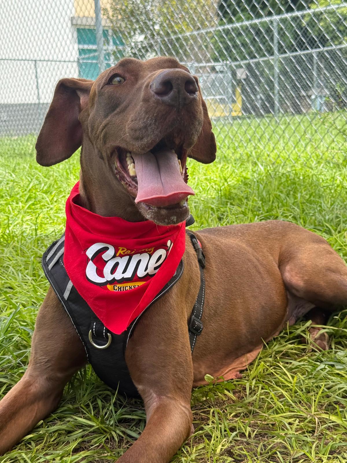 Shira 4579, a Adoptable mixed breed in Boca Raton, FL image 2/4