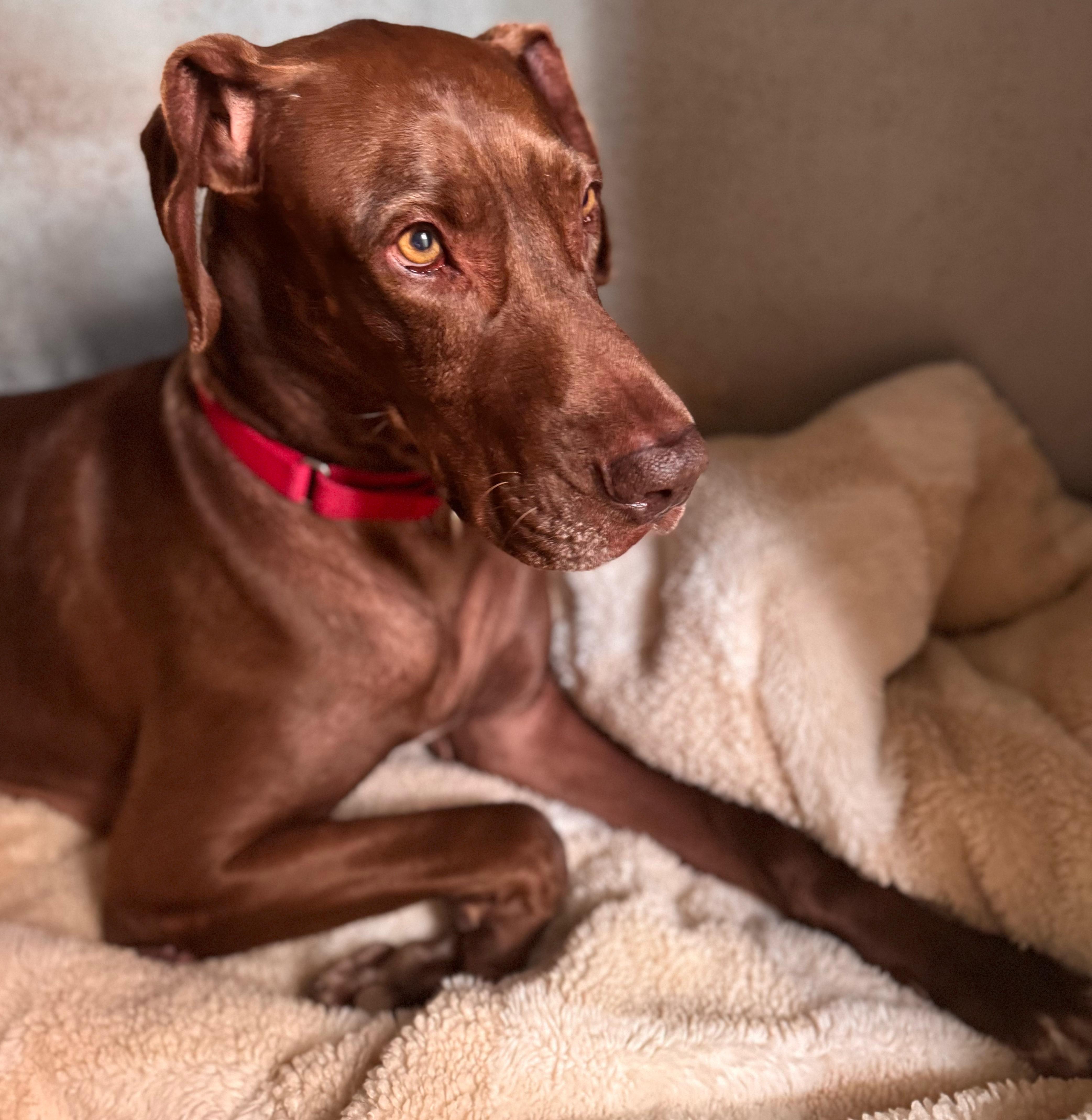 Shira 4579, a Adoptable mixed breed in Boca Raton, FL image 3/4