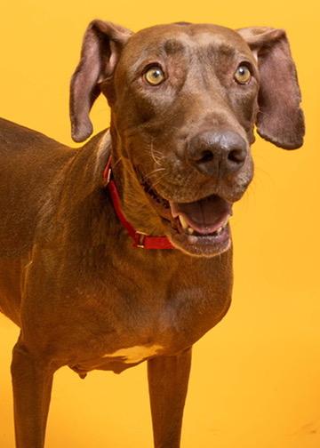 Shira 4579, a Adoptable mixed breed in Boca Raton, FL image 4/4