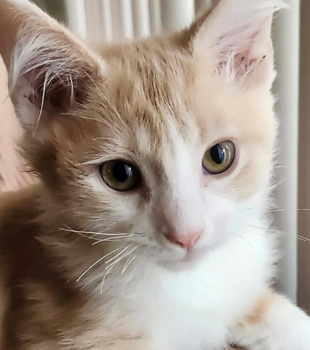 Sunshine, Adoptable, Kitten Male Domestic Short Hair & Tabby.