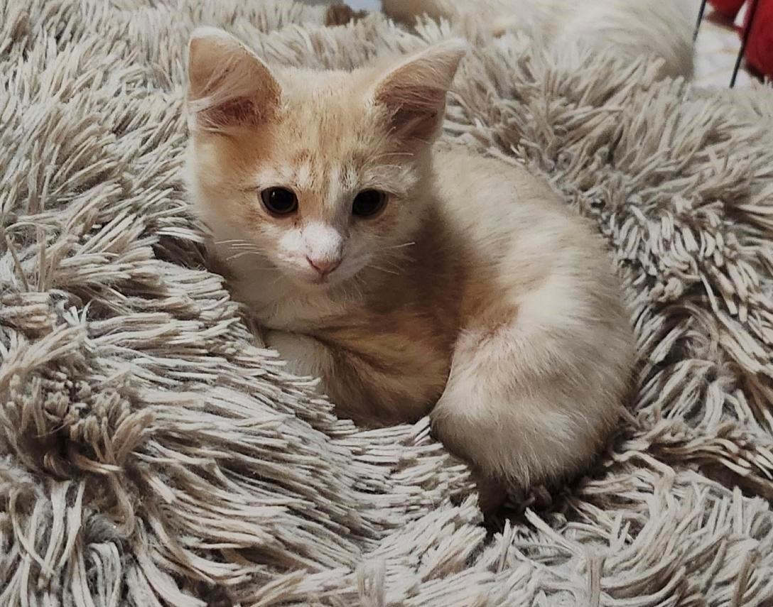 Sunshine, a Adoptable mixed breed in Mission Hills, CA image 3/5