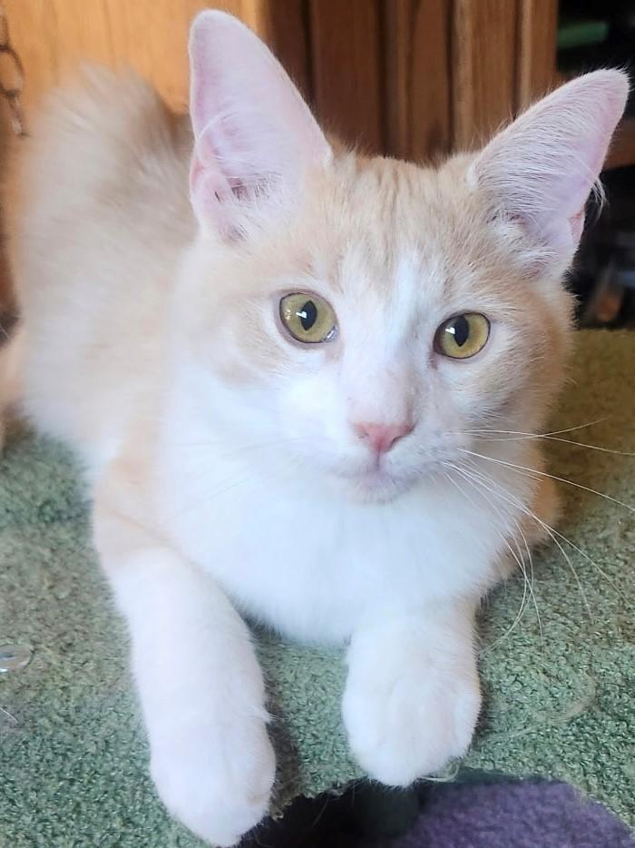 Sunshine, a Adoptable mixed breed in Mission Hills, CA image 1/5