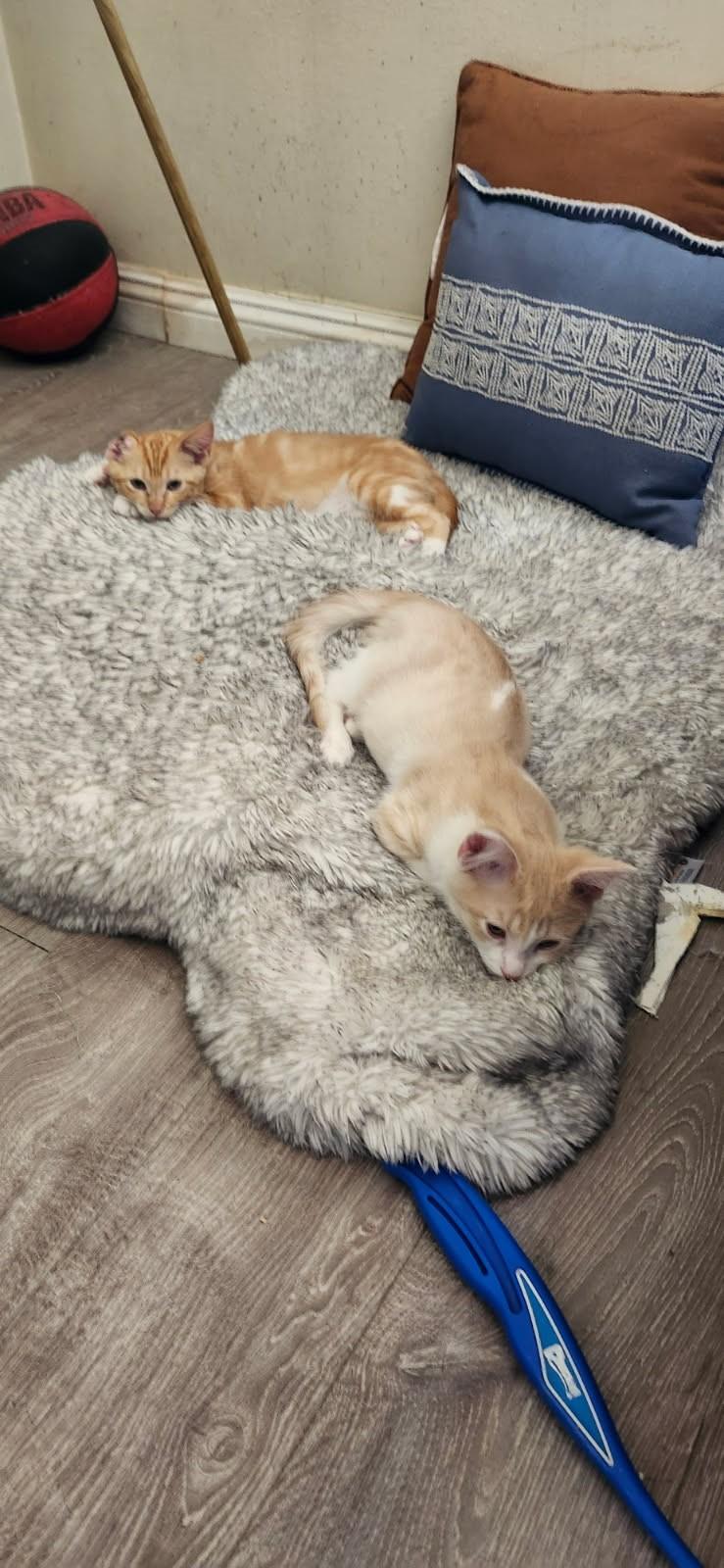 Sunshine, a Adoptable mixed breed in Mission Hills, CA image 4/5