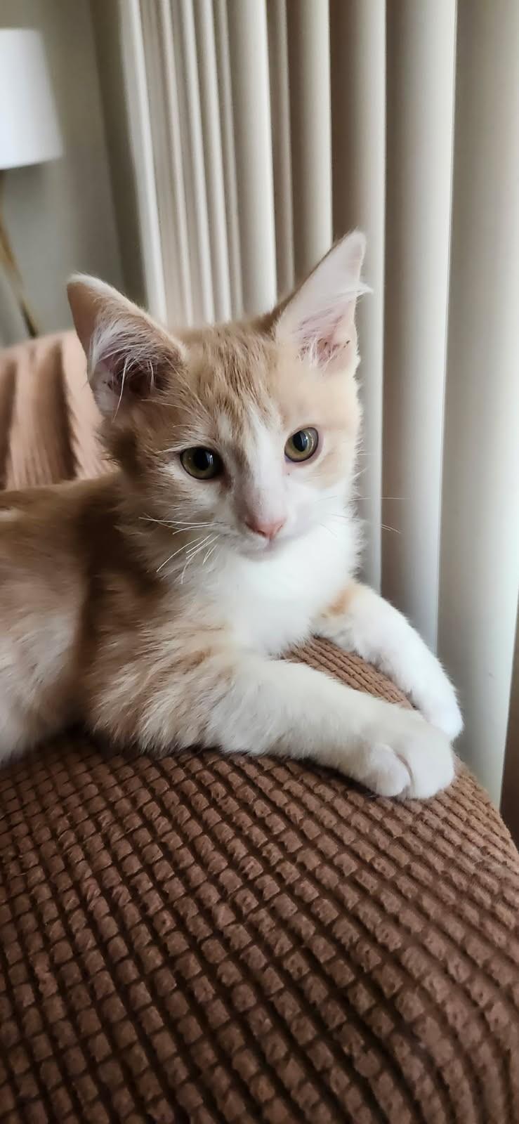 Sunshine, a Adoptable mixed breed in Mission Hills, CA image 5/5