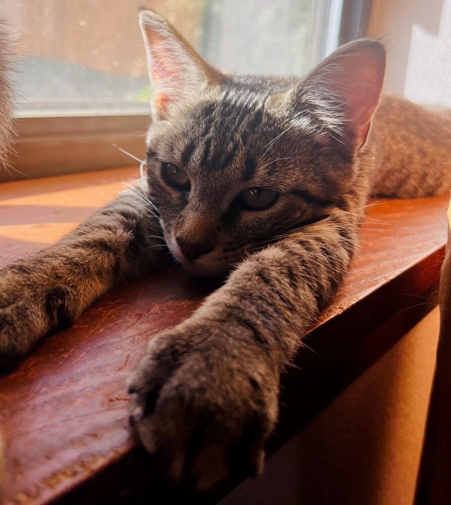 Tator Tot A. (yellow collar), a Adoptable Domestic Short Hair in Peoria, IL image 2/2