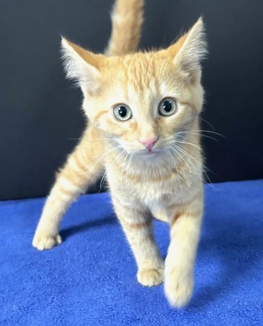 Enlarge Cardinals, an adopted Domestic Short Hair in Hawk Point, MO image 1/4