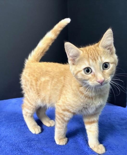 Enlarge Cardinals, an adopted Domestic Short Hair in Hawk Point, MO image 3/4