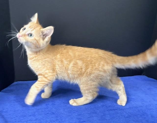 Enlarge Cardinals, an adopted Domestic Short Hair in Hawk Point, MO image 2/4