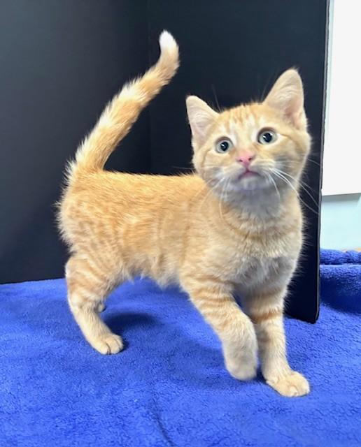 Enlarge Cardinals, an adopted Domestic Short Hair in Hawk Point, MO image 4/4