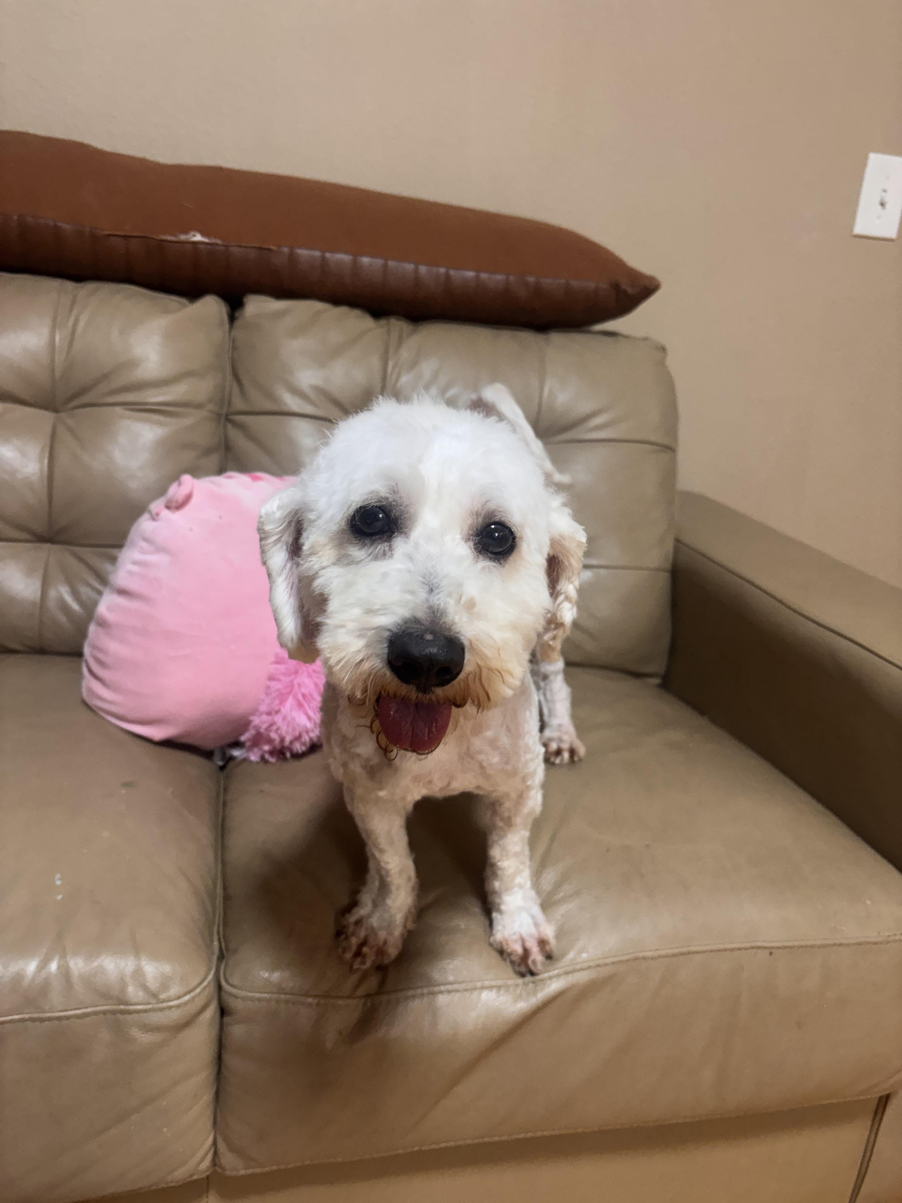 Cotton, ADOPTABLE, Adult Male Maltipoo.