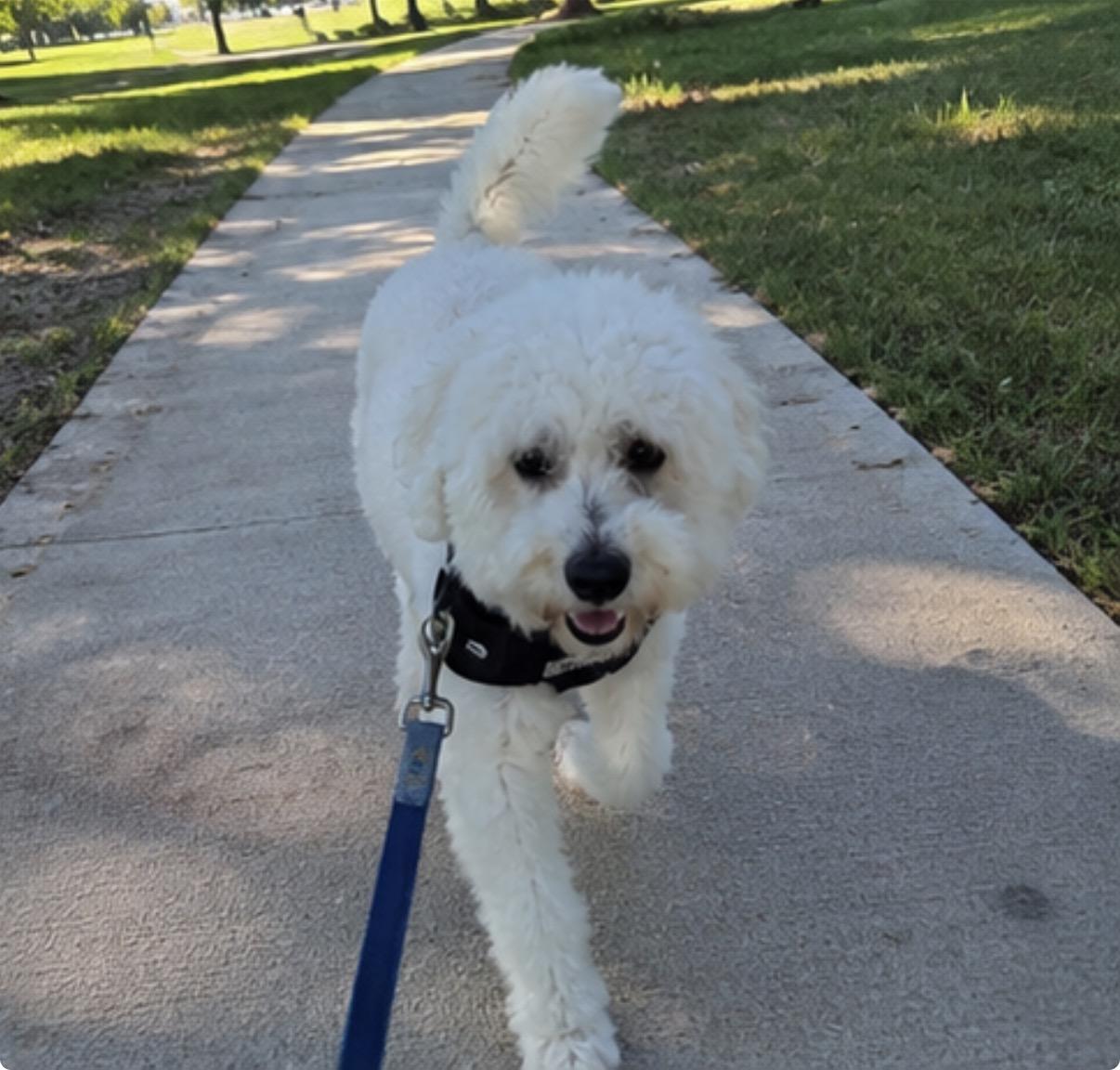 Cotton, ADOPTABLE, Adult Male Maltipoo.