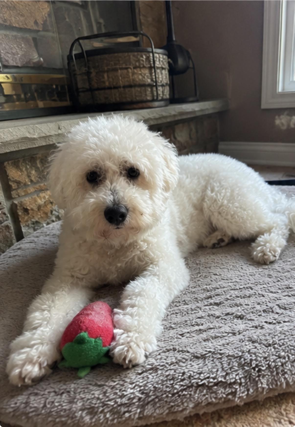 Cotton, a ADOPTABLE Maltipoo in Corona, CA image 3/3