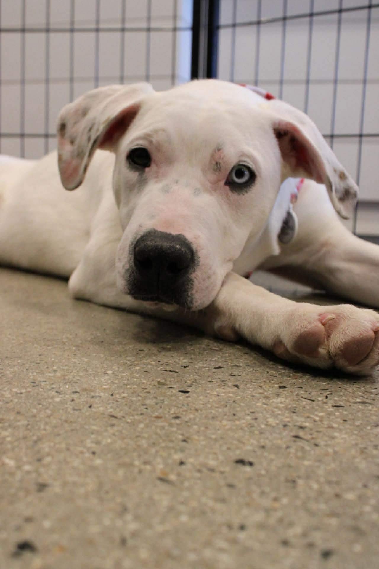 Professor, Adoptable, Young Male Boxer.