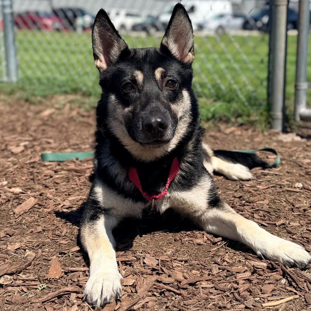Sadie, Adoptable, Adult Female Shepherd & Mixed Breed.