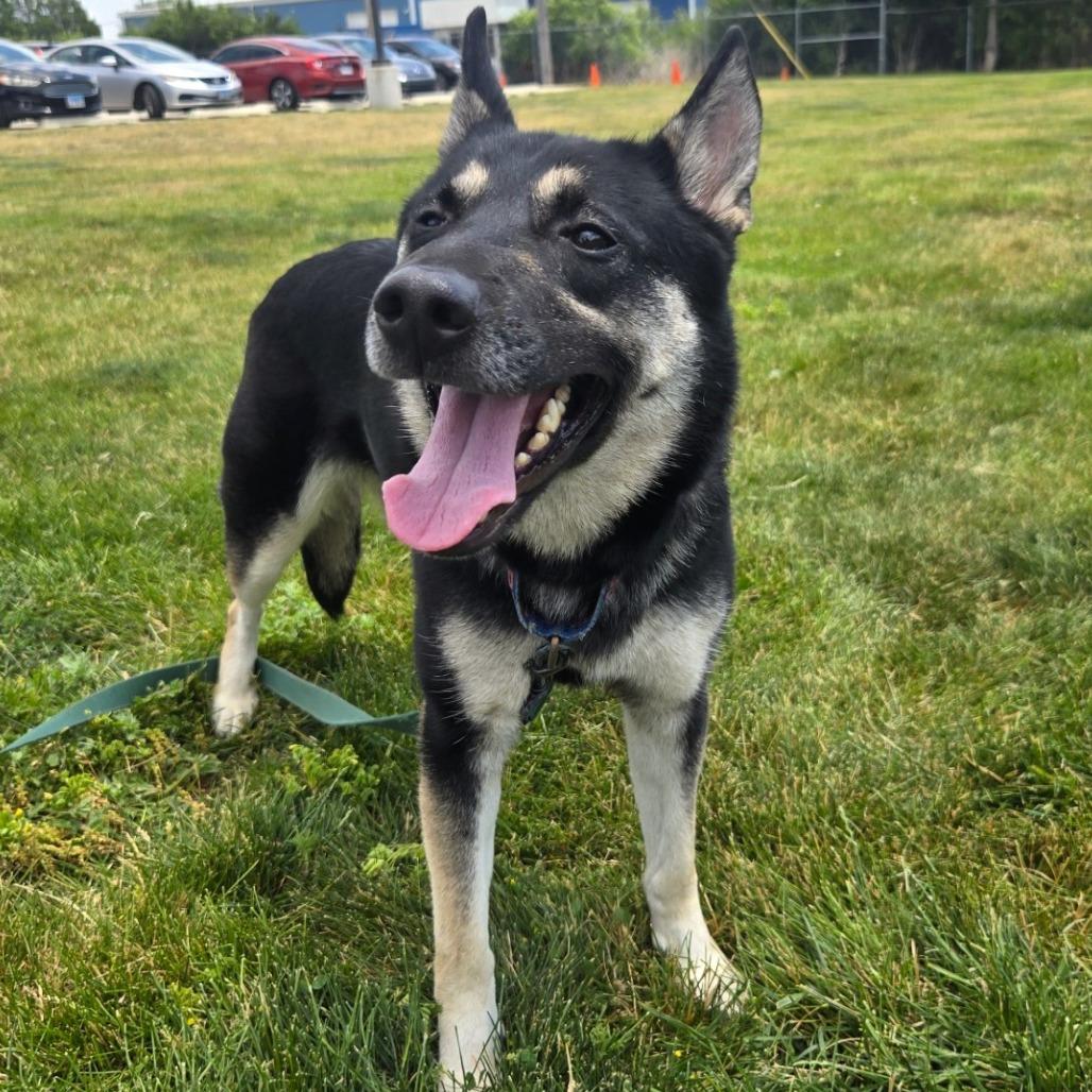 Sadie, Adoptable, Adult Female Shepherd & Mixed Breed.
