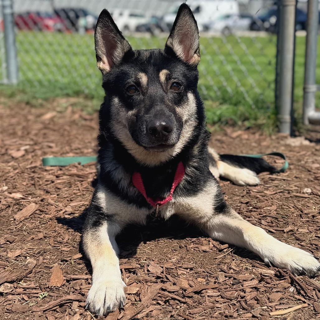 Enlarge Sadie, a Adoptable mixed breed in Champaign, IL image 2/5
