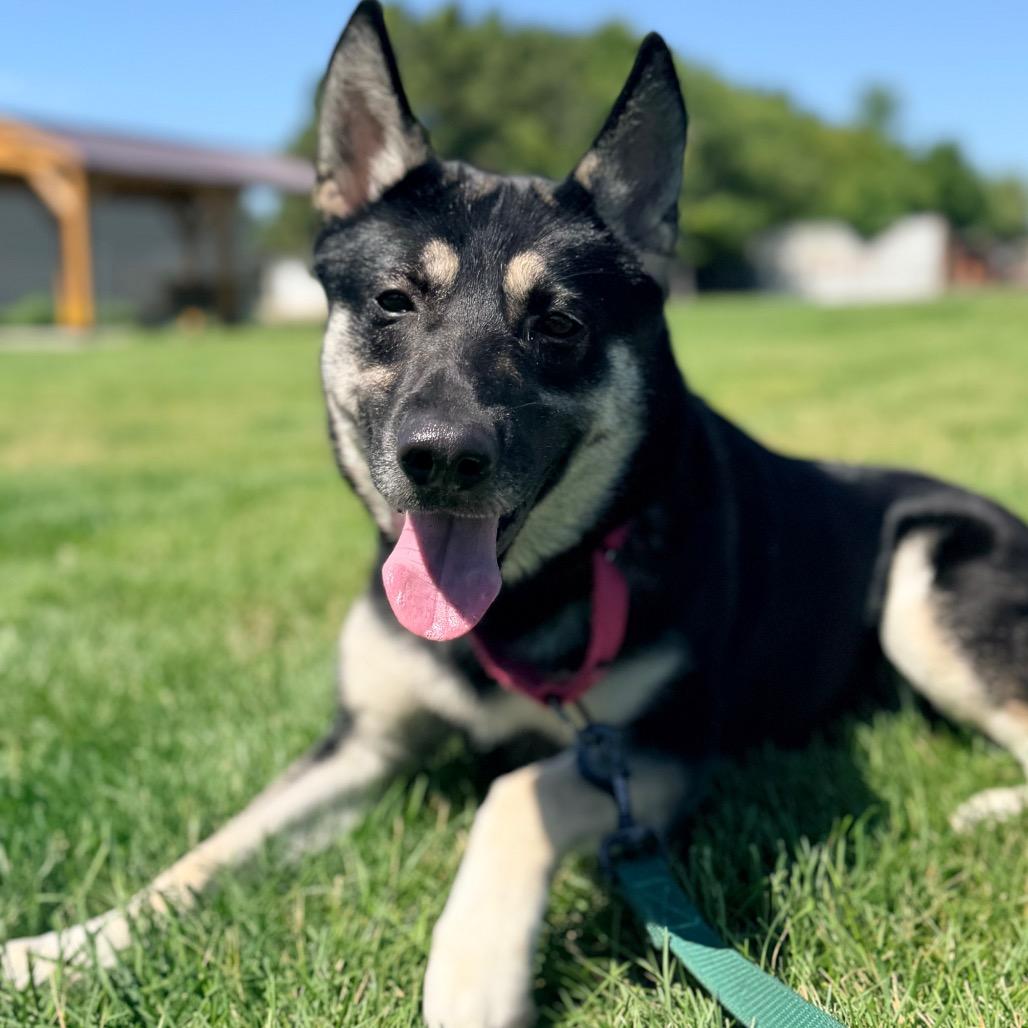 Enlarge Sadie, a Adoptable mixed breed in Champaign, IL image 3/5