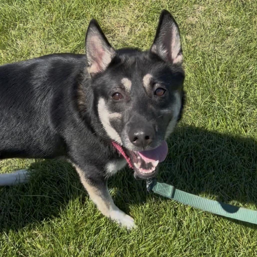 Enlarge Sadie, a Adoptable mixed breed in Champaign, IL image 4/5