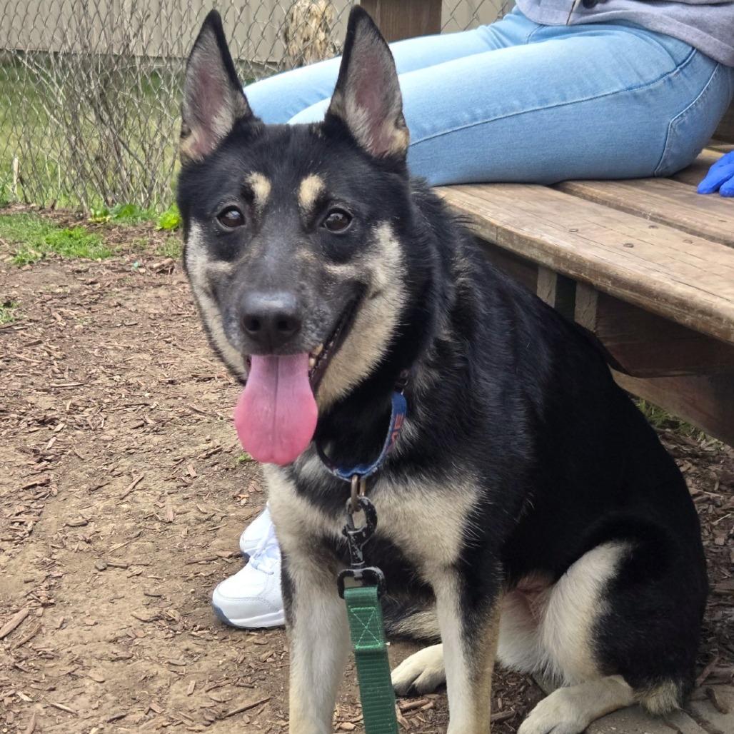 Enlarge Sadie, a Adoptable mixed breed in Champaign, IL image 5/5