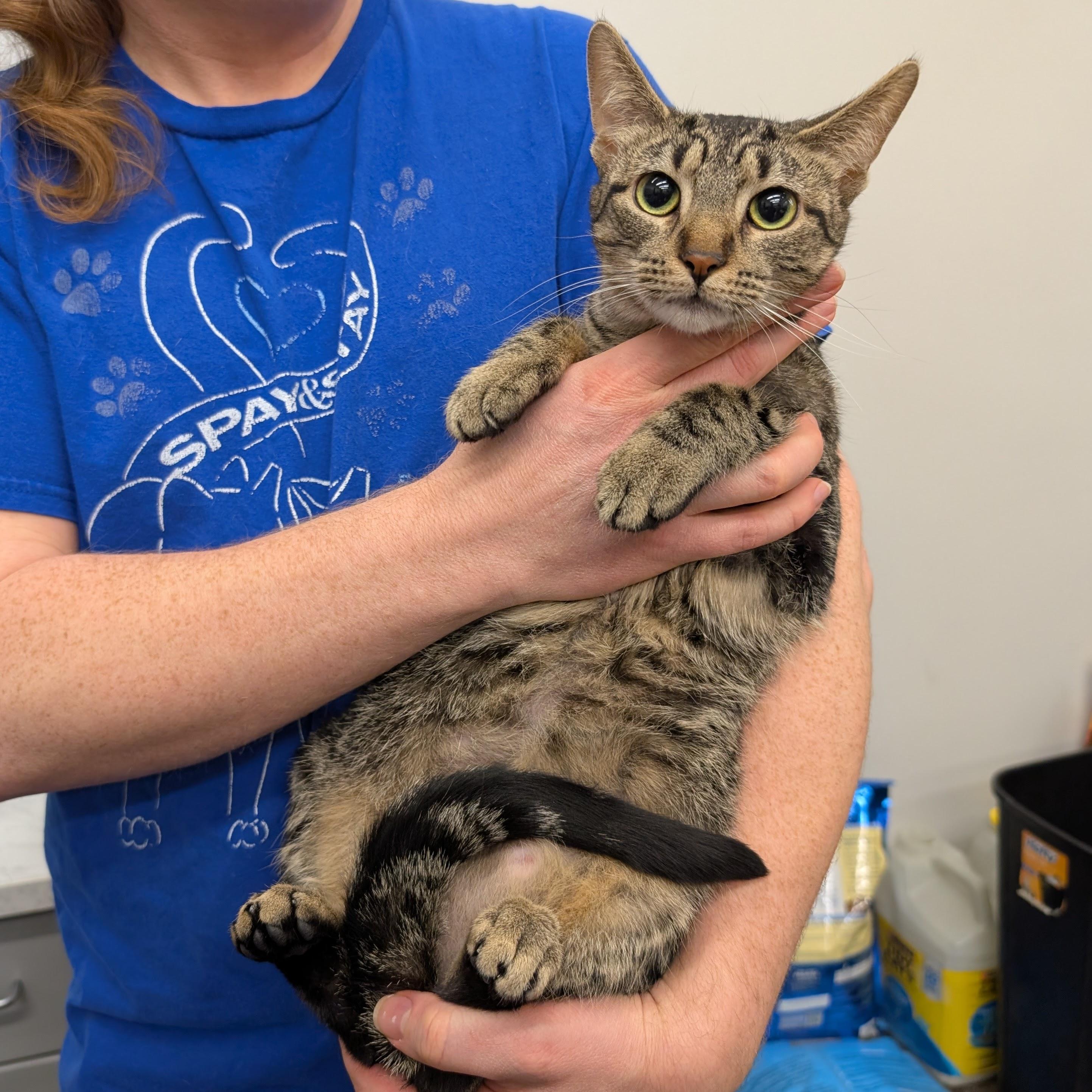 Enlarge Sweet Jane, a Adoptable mixed breed in Grayslake, IL image 1/5