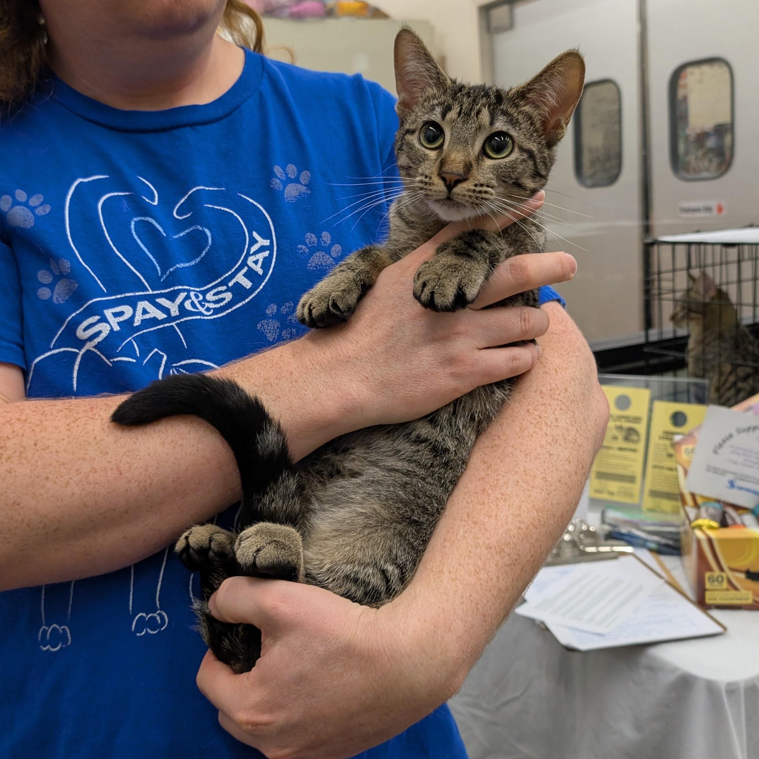 Sweet Jane, Adoptable, Young Female Domestic Short Hair & Tabby.