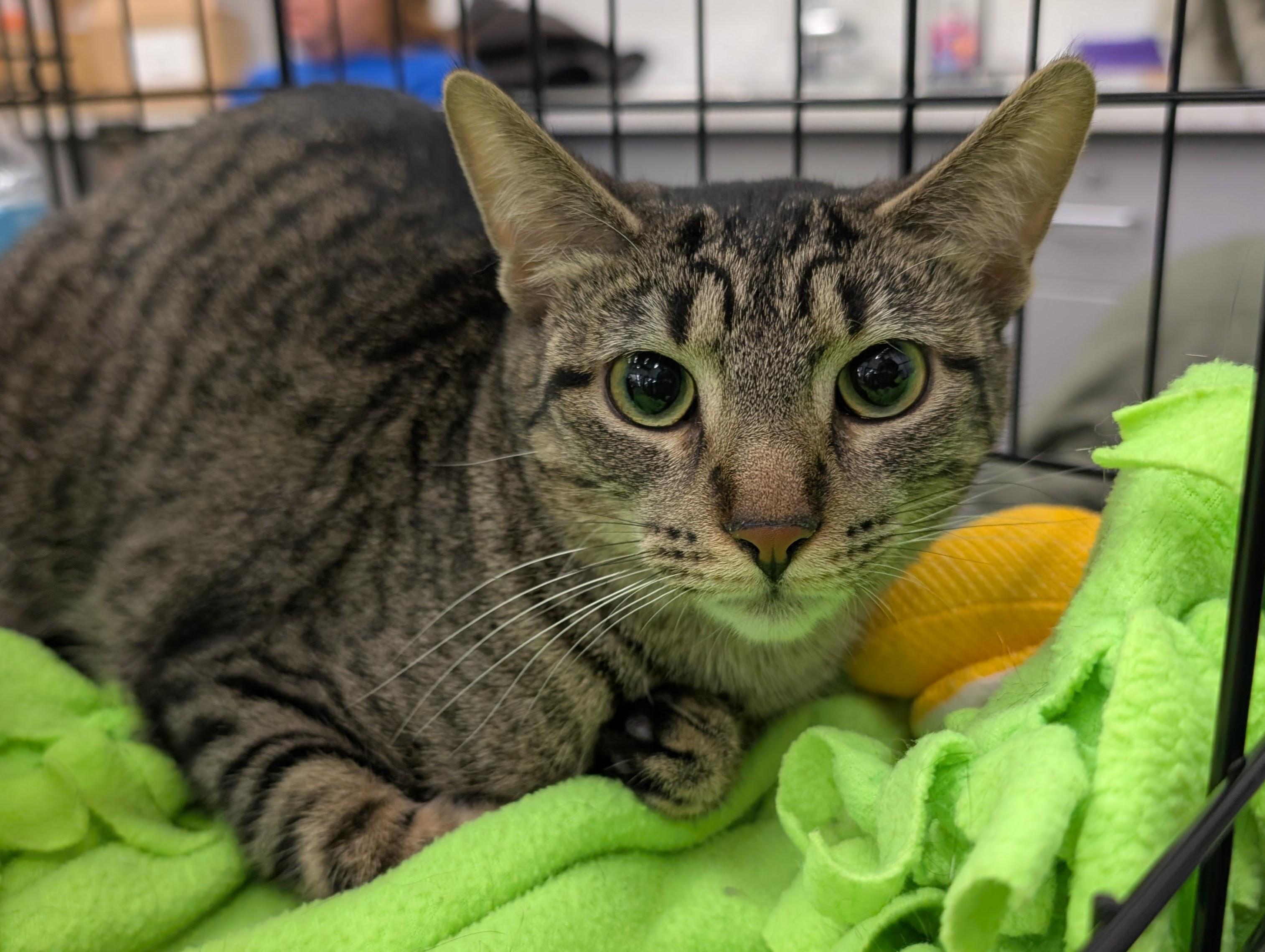 Enlarge Sweet Jane, a Adoptable mixed breed in Grayslake, IL image 3/5