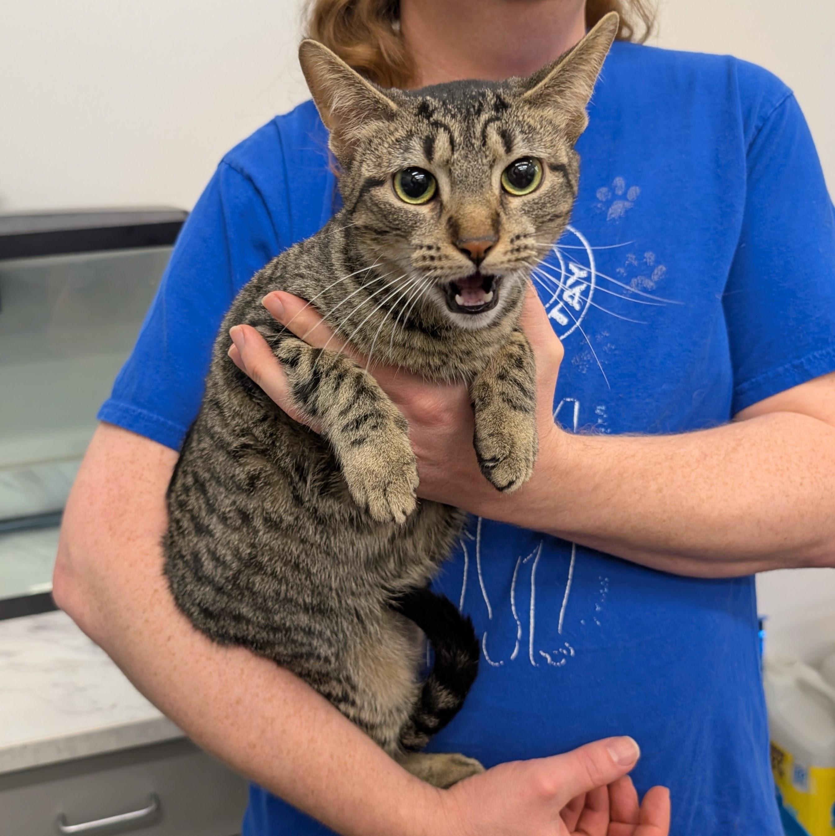 Enlarge Sweet Jane, a Adoptable mixed breed in Grayslake, IL image 2/5