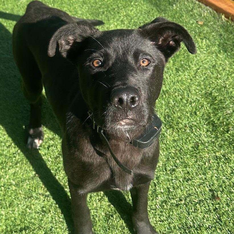 Tank, a Adoptable mixed breed in Coos Bay, OR image 1/2