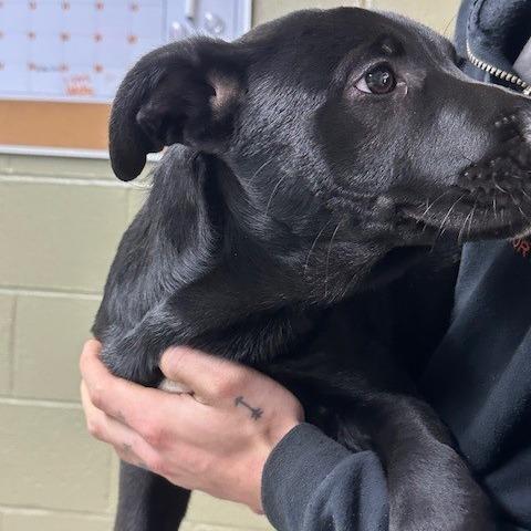 Enlarge Tank, a Adoptable mixed breed in Coos Bay, OR image 1/1