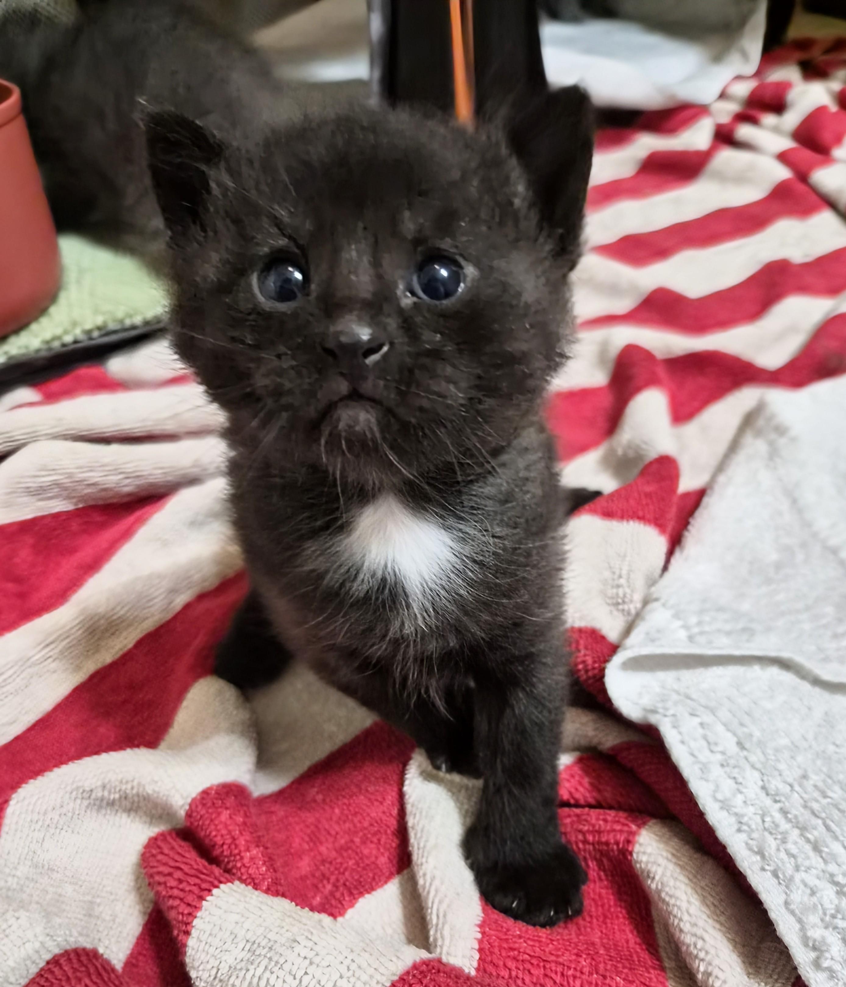 Enlarge Penelope , a ADOPTABLE American Shorthair in Waverly, IA image 2/6