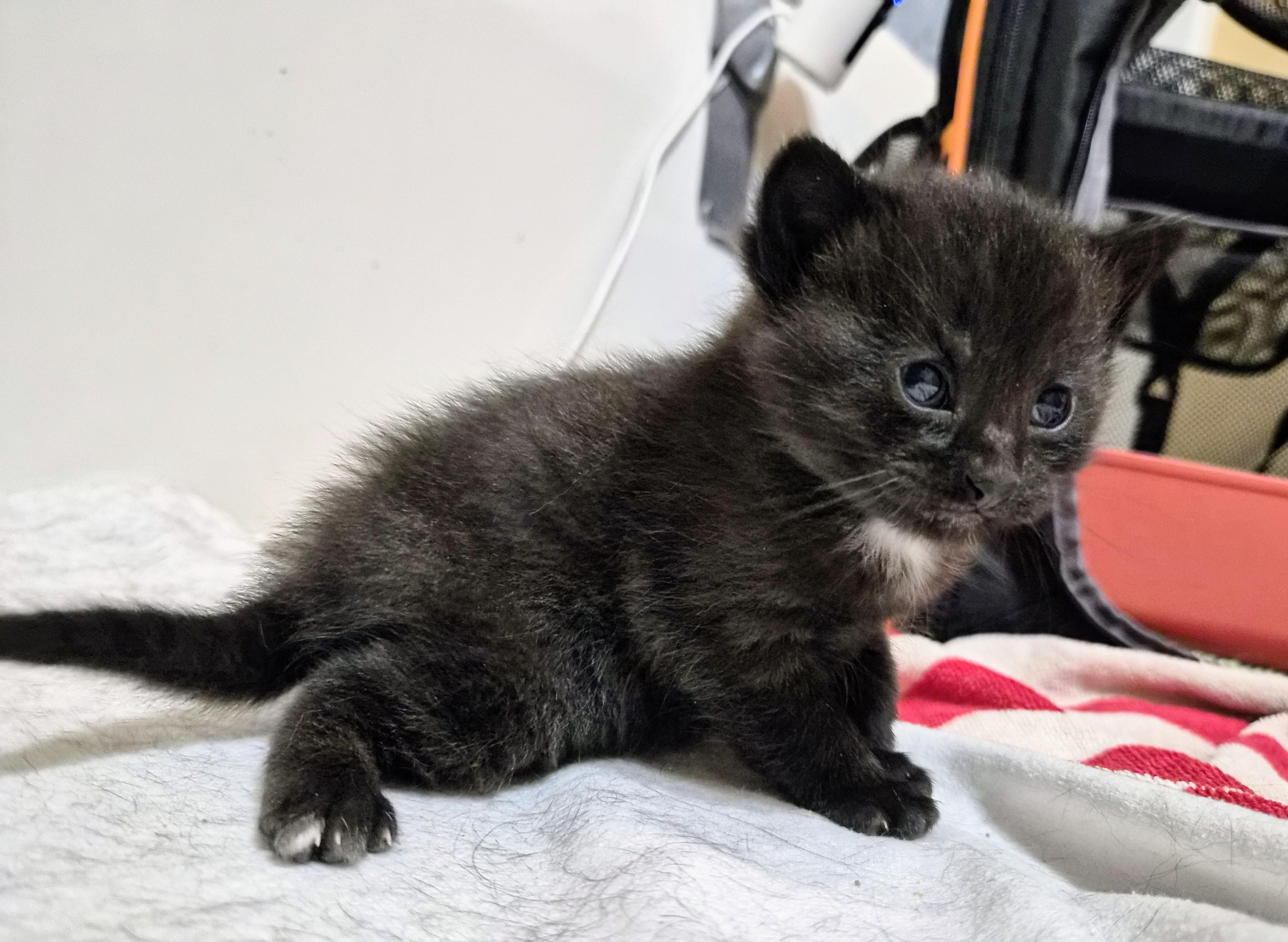 Enlarge Penelope , a ADOPTABLE American Shorthair in Waverly, IA image 3/6