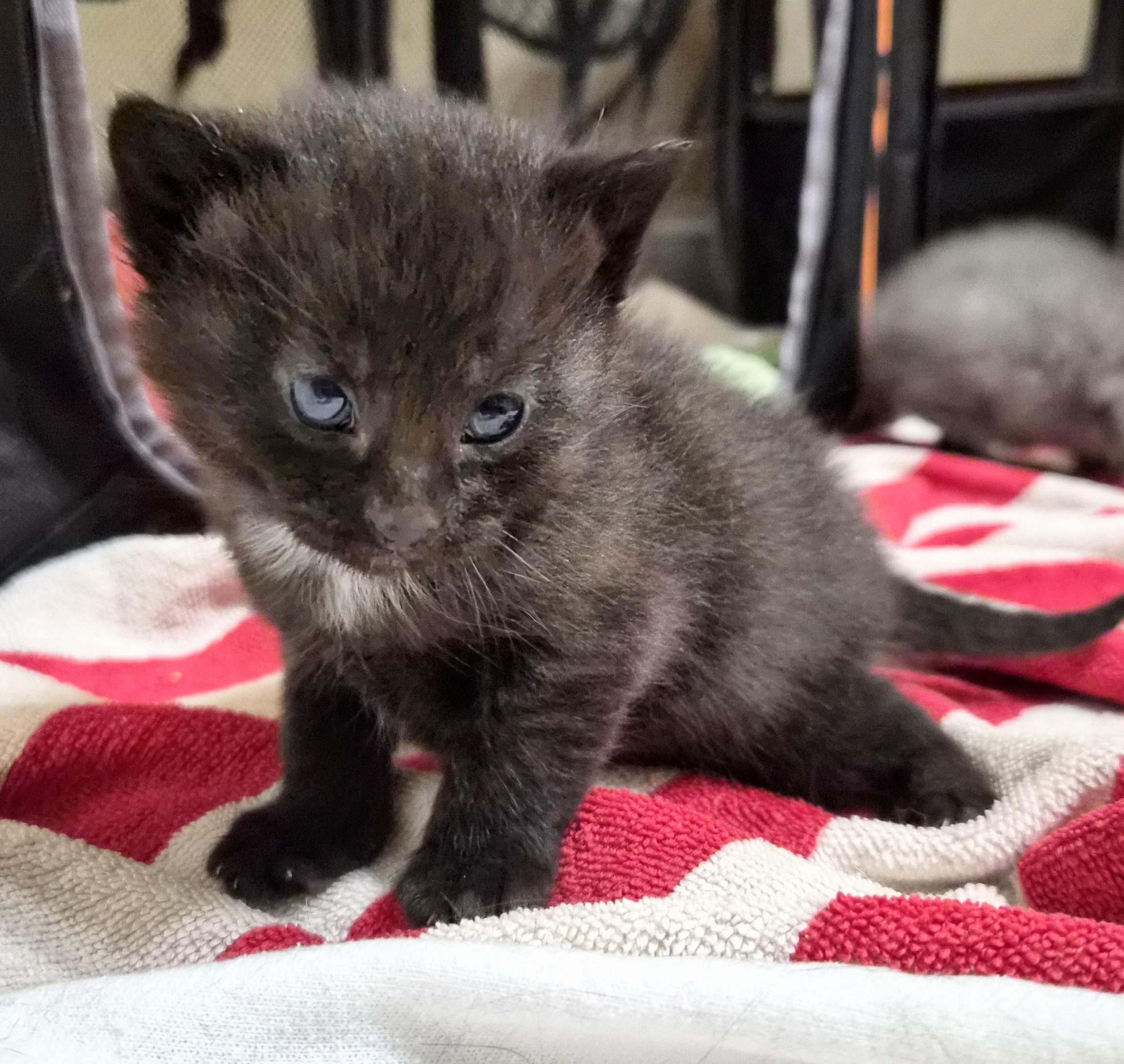 Enlarge Penelope , a ADOPTABLE American Shorthair in Waverly, IA image 5/6