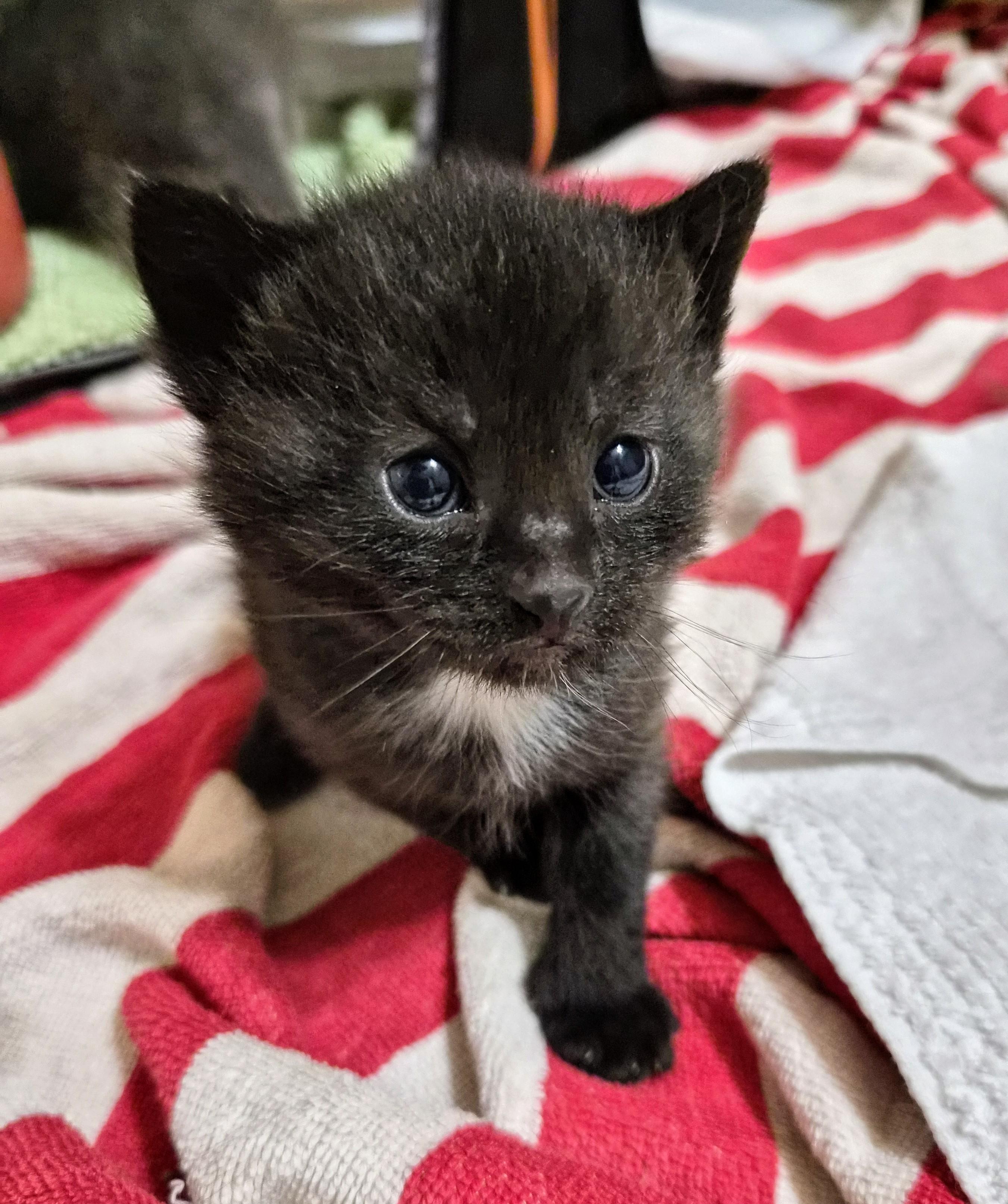 Penelope , ADOPTABLE, Kitten Female American Shorthair.