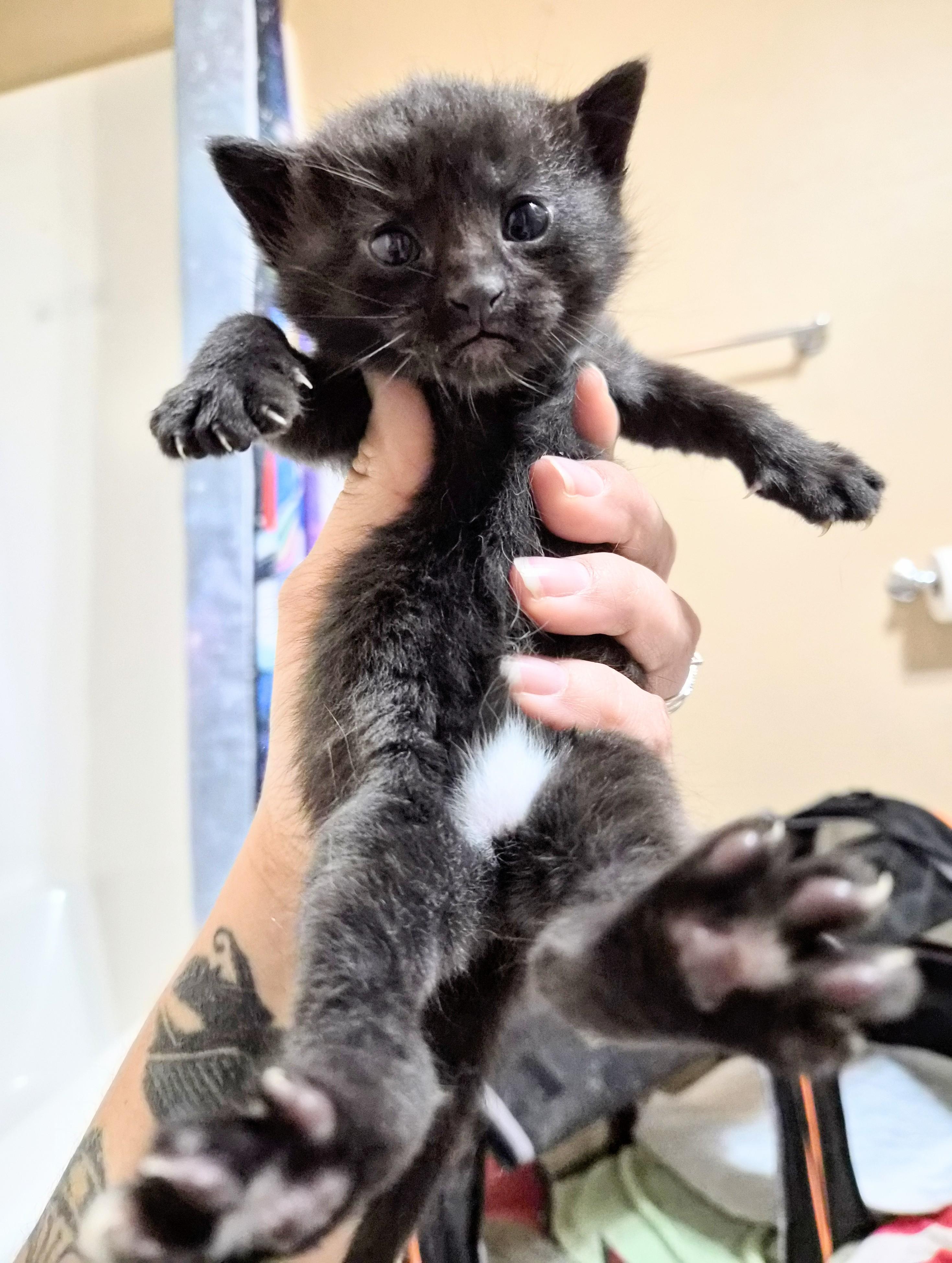 Enlarge Penelope , a ADOPTABLE American Shorthair in Waverly, IA image 6/6