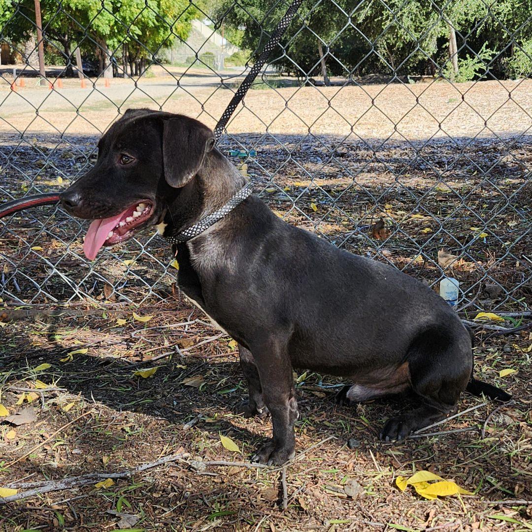 Lil John, a Adoptable mixed breed in Burbank, CA image 4/5