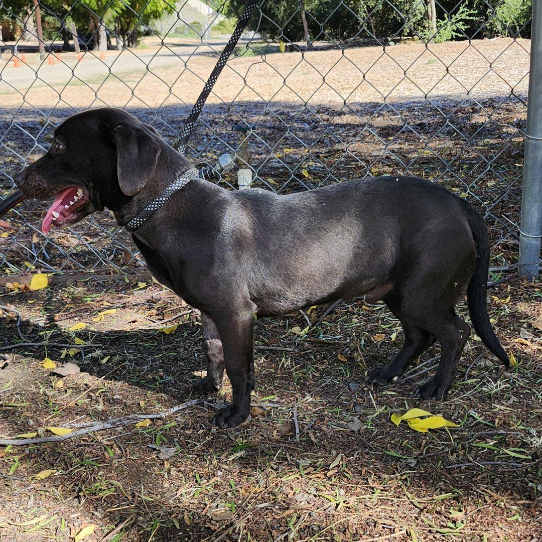 Lil John, a Adoptable mixed breed in Burbank, CA image 3/5