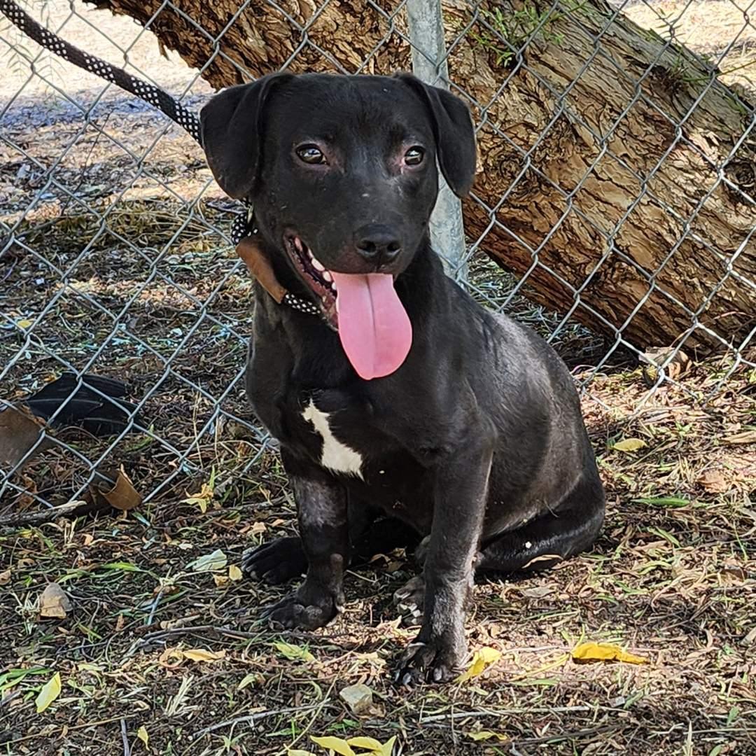 Lil John, Adoptable, Puppy Male Black Labrador Retriever.