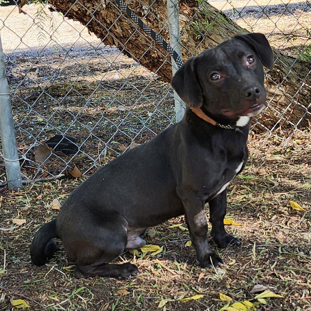 Lil John, a Adoptable mixed breed in Burbank, CA image 5/5