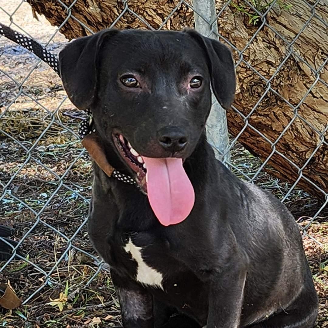 Lil John, Adoptable, Puppy Male Black Labrador Retriever.