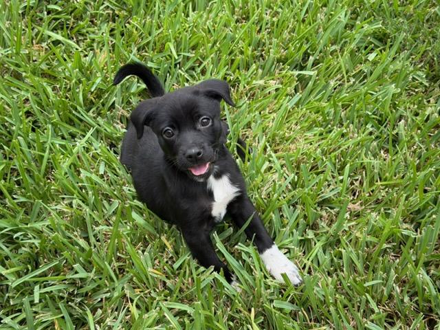 Enlarge American Pie, a Adoptable mixed breed in San Antonio, TX image 2/5