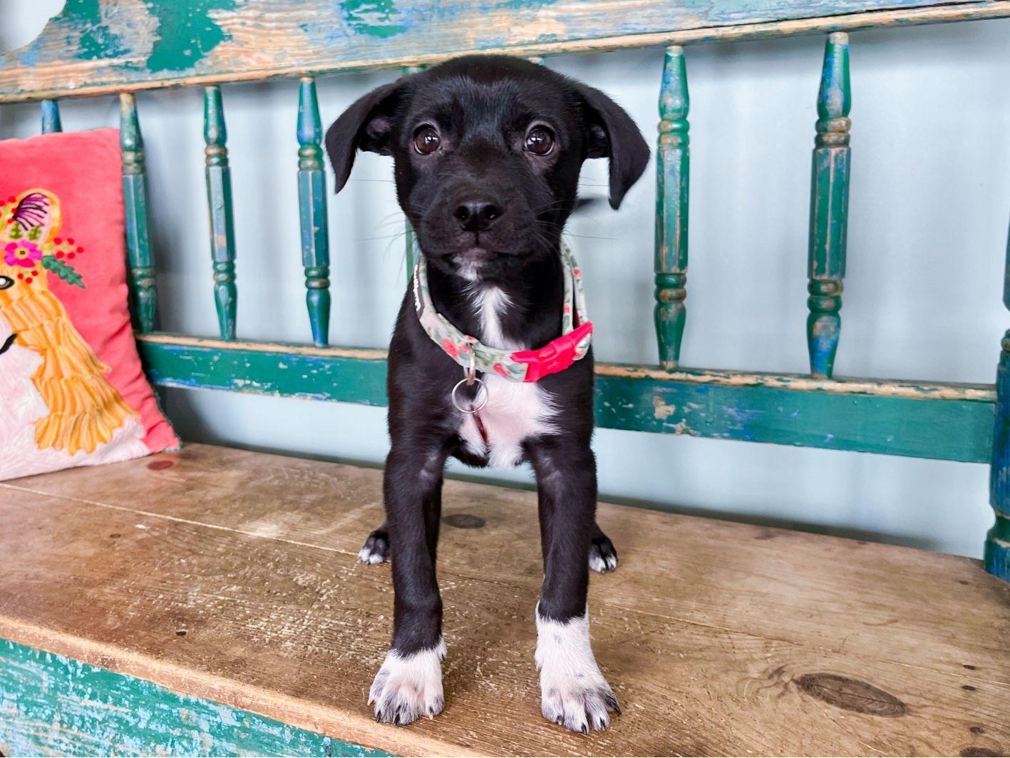 Enlarge American Pie, a Adoptable mixed breed in San Antonio, TX image 3/5